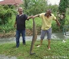 男子在野外遇到蓝化绿树蟒